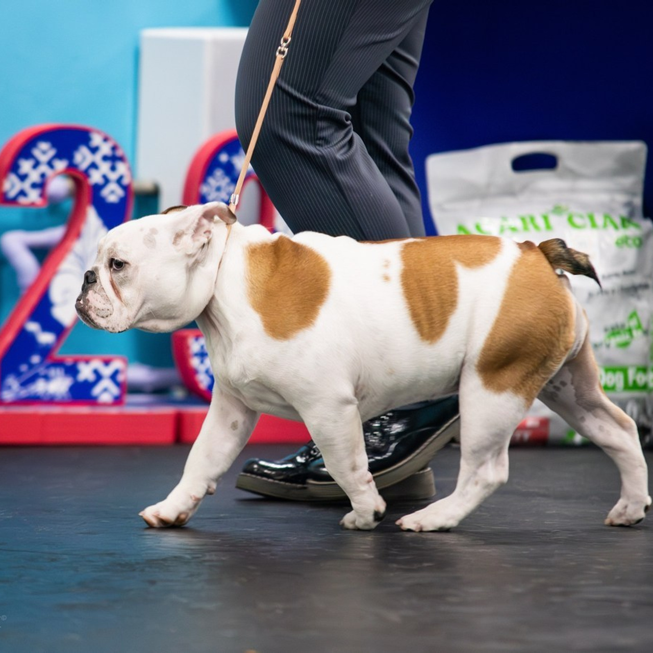 Отзывы. Фотограф — Анималист