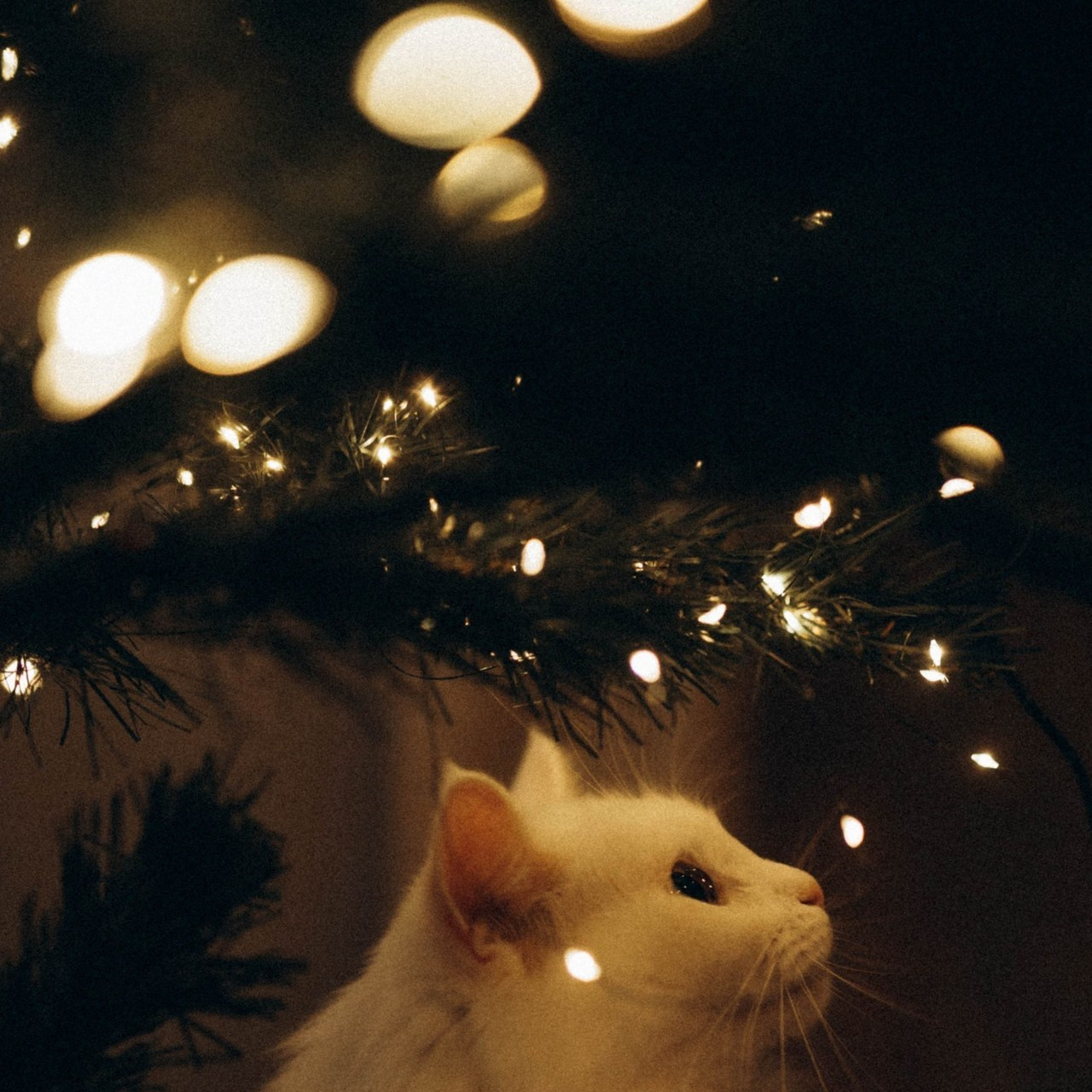 Отзывы. Свадебный и семейный фотограф в Перми Дарья Алекс