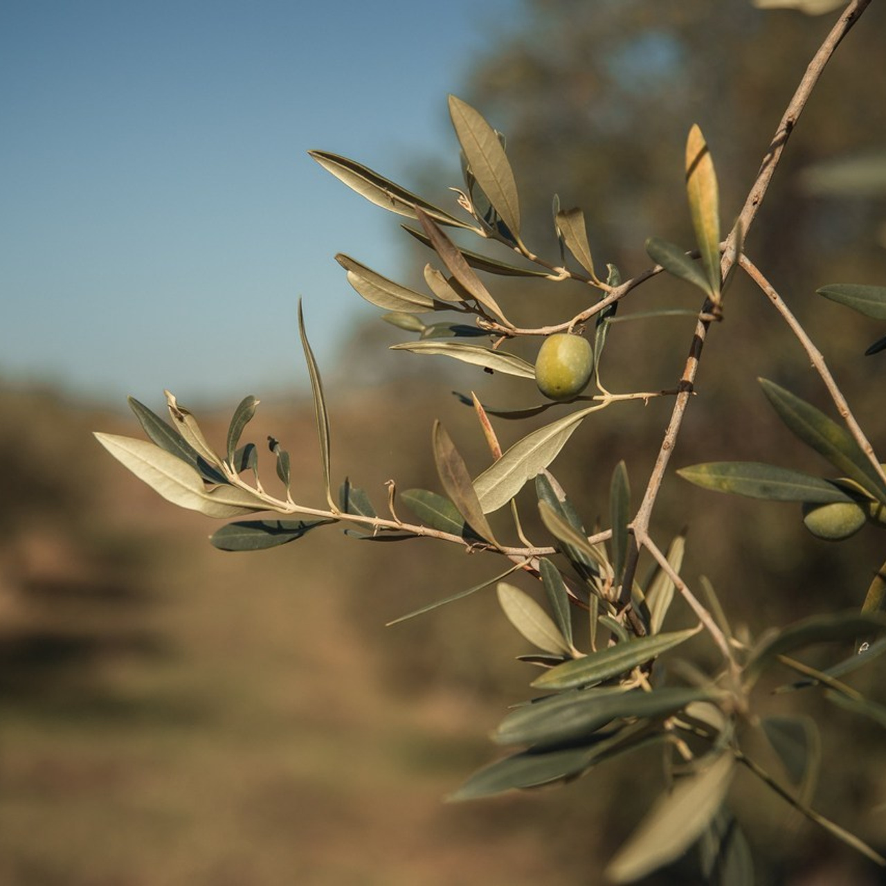Отзывы. Семейный и детский фотограф на Сицилии Подоляк Александра
