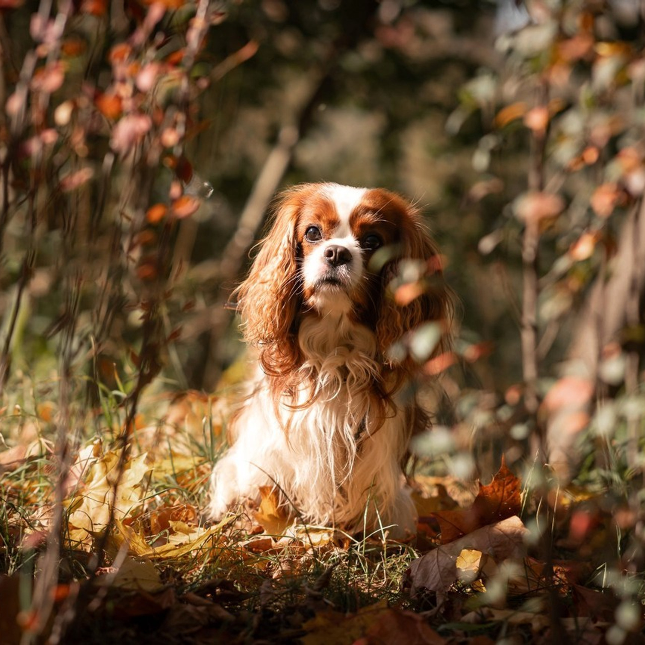 Отзывы о фотосессии