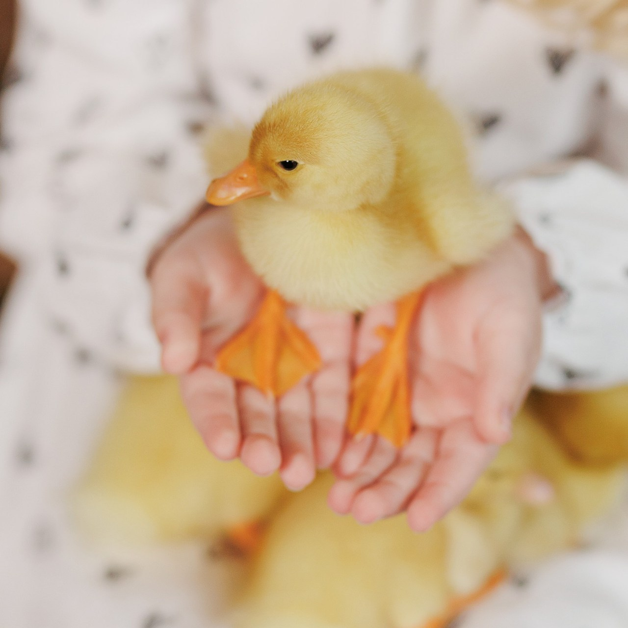 Отзывы о фотографе Малькова Анастасия. Свадебный и семейный фотограф в Твери и Тверской области