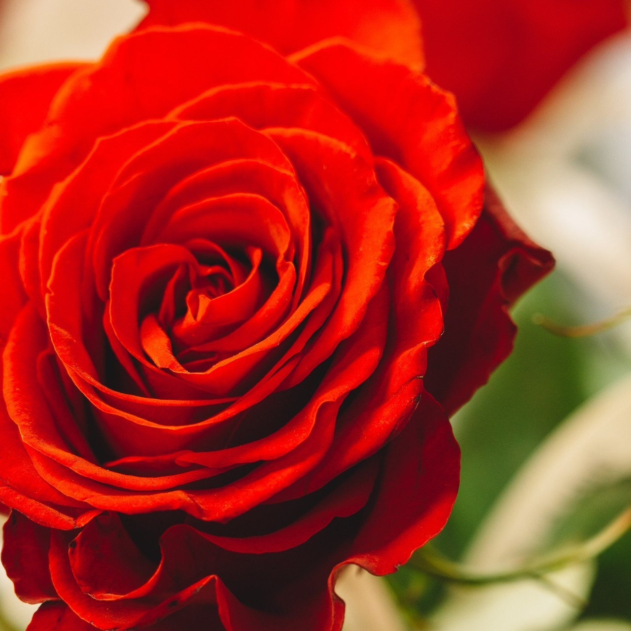 Отзывы. Фотограф в Томске Светлана Нестерова