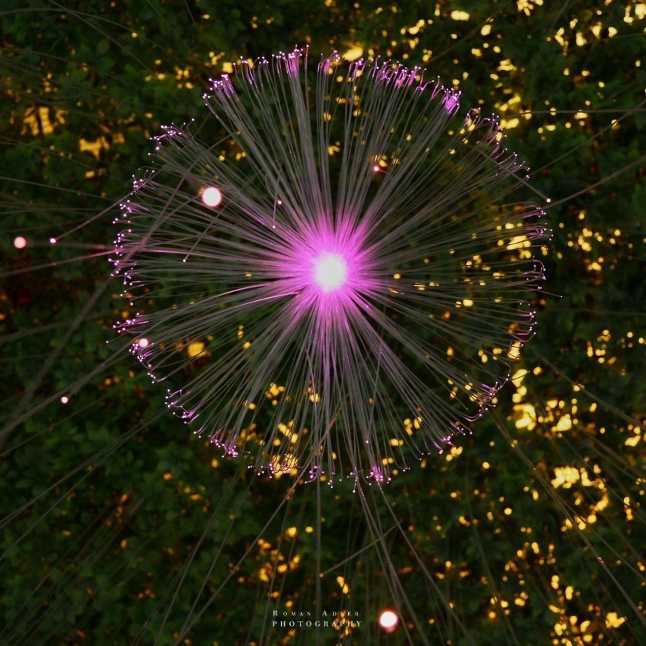 Отзывы. Фотограф Роман Адлер