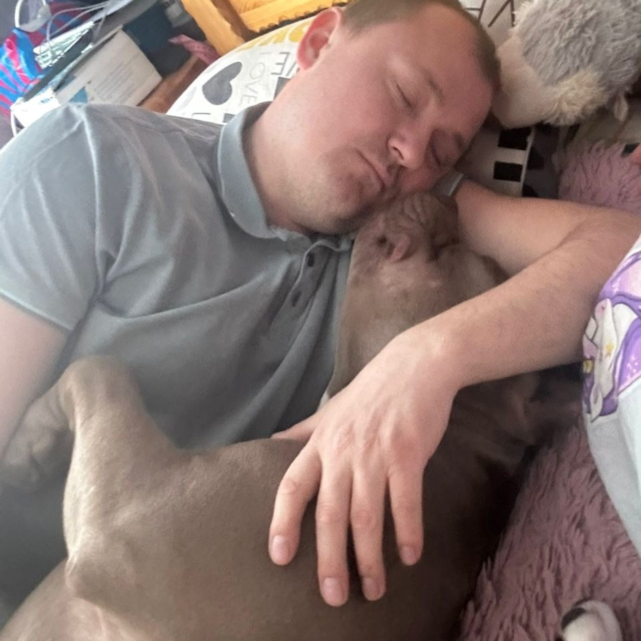 Фото галлерея американских булли. ПИТОМНИК СОБАК ПОРОДЫ АМЕРИКАНСКИЙ БУЛЛИ