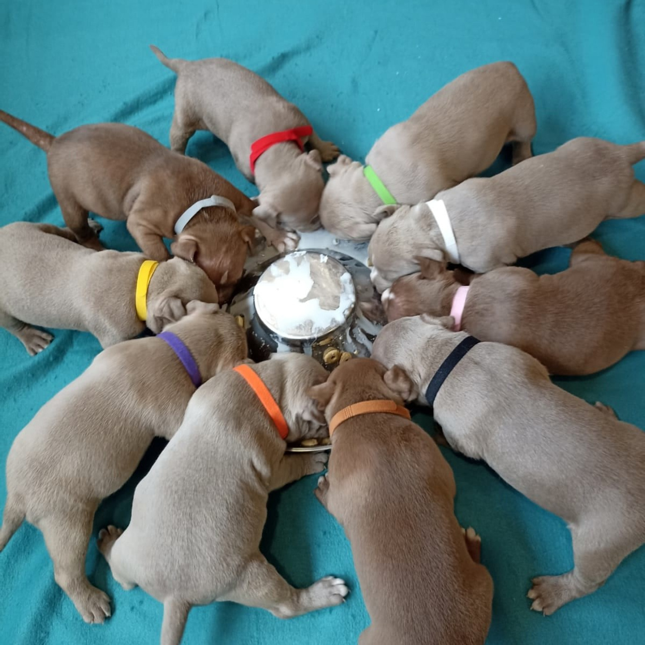 Фото галлерея американских булли. ПИТОМНИК СОБАК ПОРОДЫ АМЕРИКАНСКИЙ БУЛЛИ