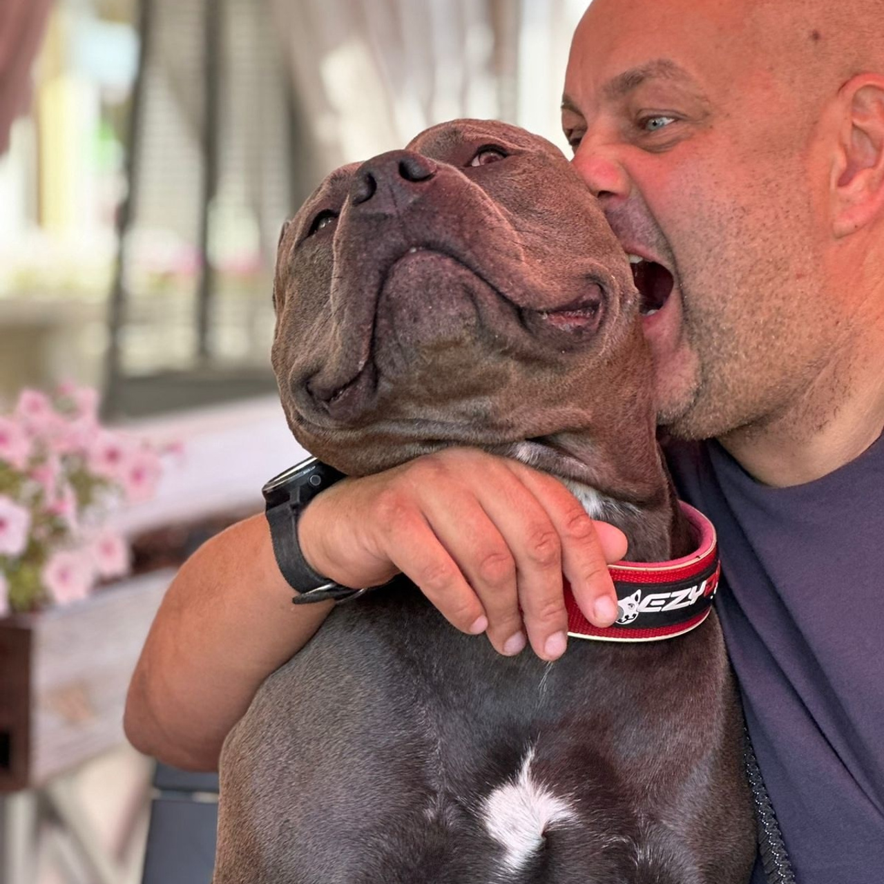 Фото галлерея американских булли. ПИТОМНИК СОБАК ПОРОДЫ АМЕРИКАНСКИЙ БУЛЛИ