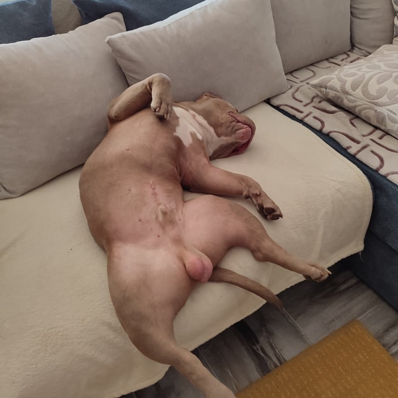 Фото галлерея американских булли. ПИТОМНИК СОБАК ПОРОДЫ АМЕРИКАНСКИЙ БУЛЛИ