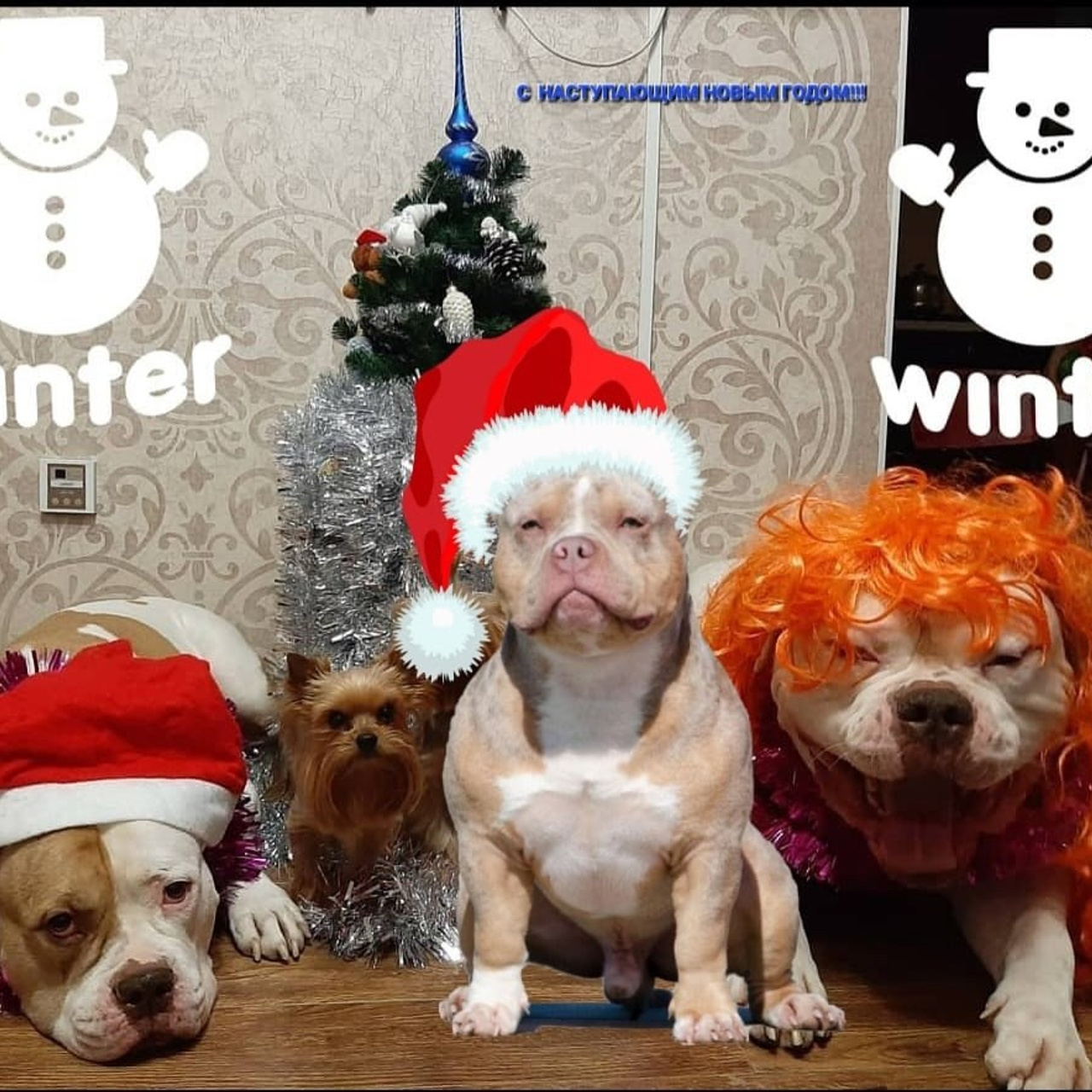 Фото галлерея американских булли. ПИТОМНИК СОБАК ПОРОДЫ АМЕРИКАНСКИЙ БУЛЛИ