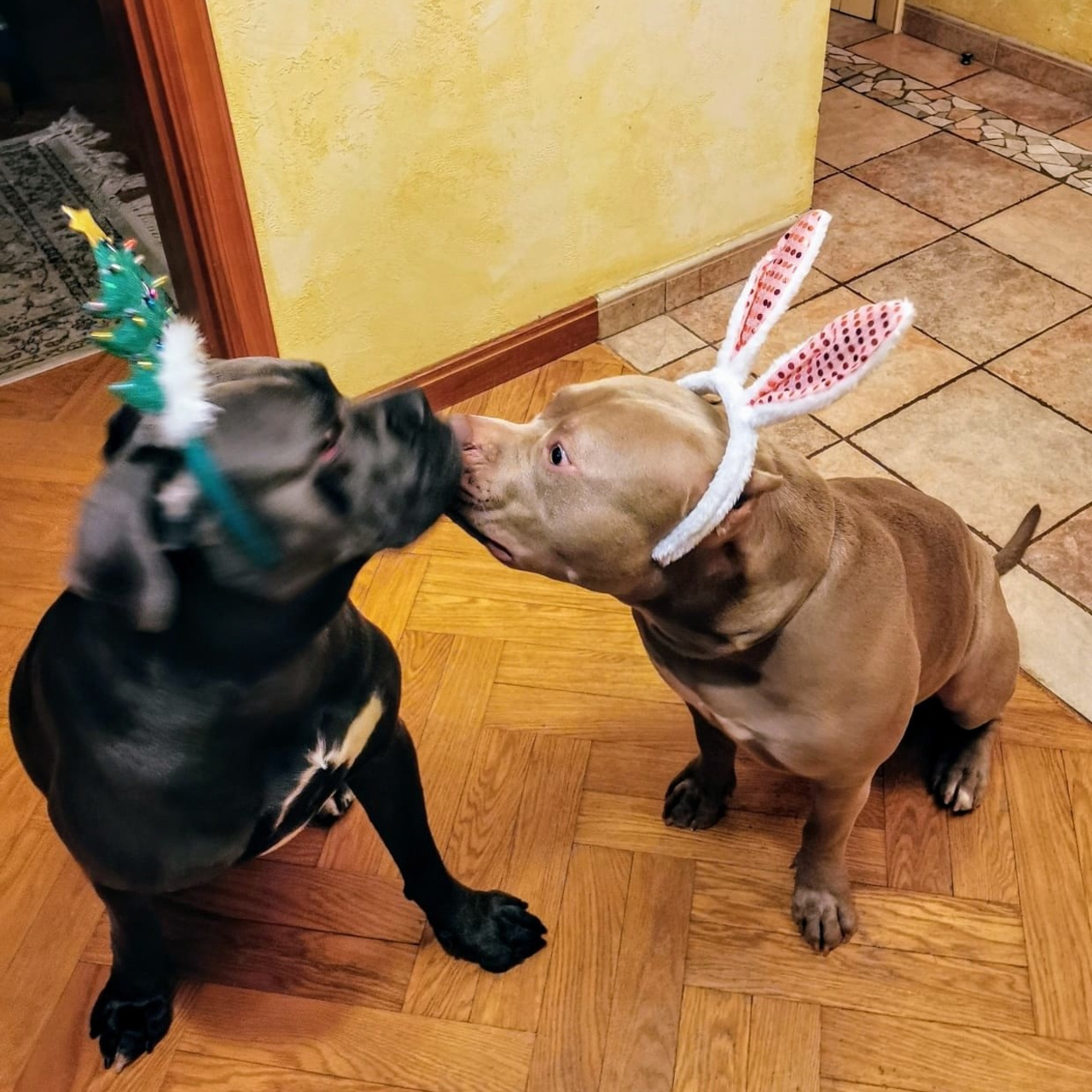 Фото галлерея американских булли. ПИТОМНИК СОБАК ПОРОДЫ АМЕРИКАНСКИЙ БУЛЛИ