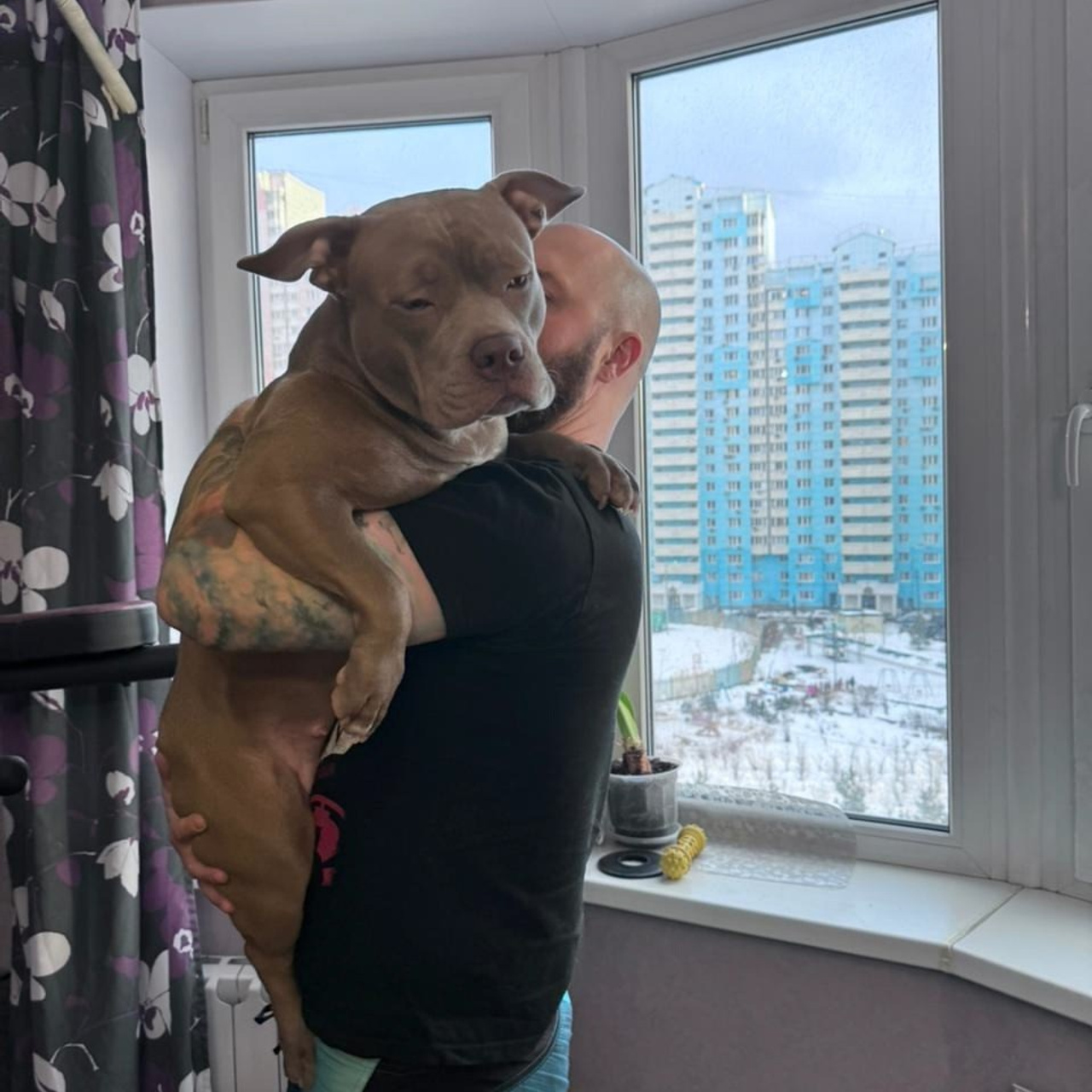 Фото галлерея американских булли. ПИТОМНИК СОБАК ПОРОДЫ АМЕРИКАНСКИЙ БУЛЛИ