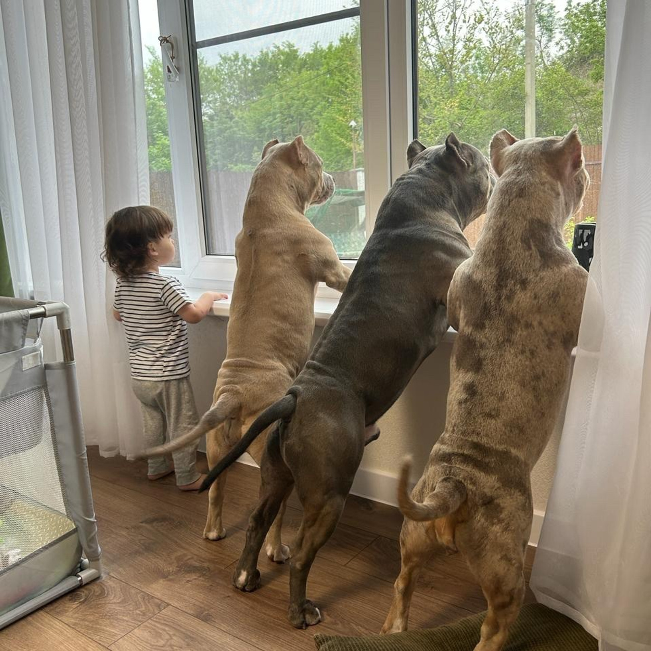 Фото галлерея американских булли. ПИТОМНИК СОБАК ПОРОДЫ АМЕРИКАНСКИЙ БУЛЛИ