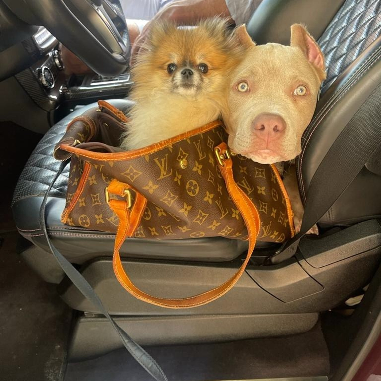 Фото галлерея американских булли. ПИТОМНИК СОБАК ПОРОДЫ АМЕРИКАНСКИЙ БУЛЛИ