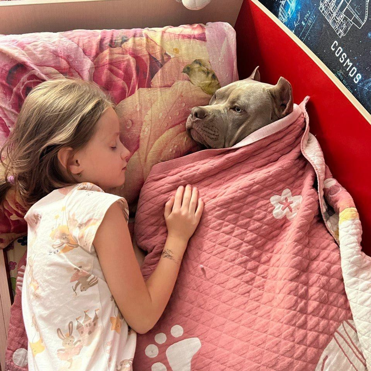 Фото галлерея американских булли. ПИТОМНИК СОБАК ПОРОДЫ АМЕРИКАНСКИЙ БУЛЛИ