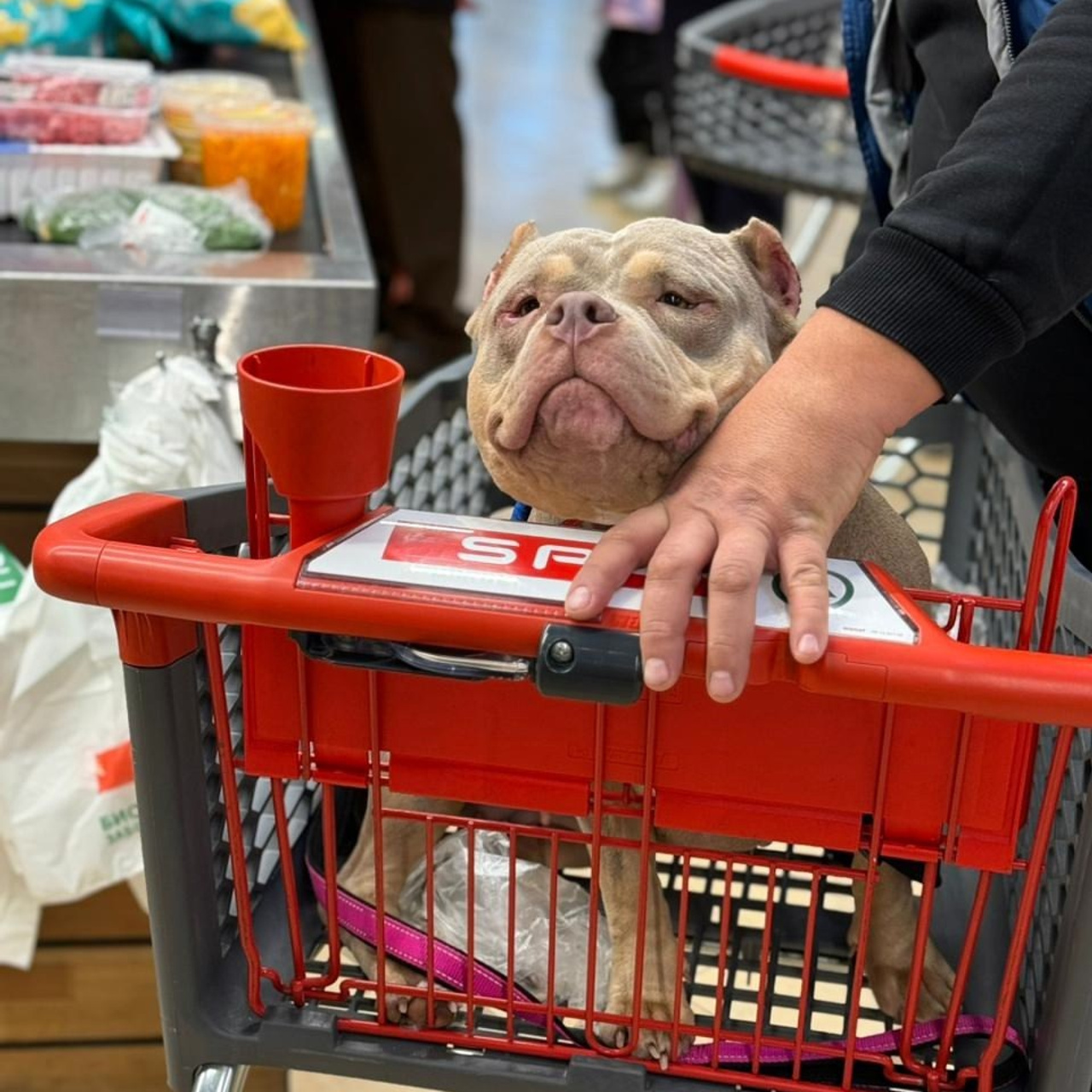 Фото галлерея американских булли. ПИТОМНИК СОБАК ПОРОДЫ АМЕРИКАНСКИЙ БУЛЛИ