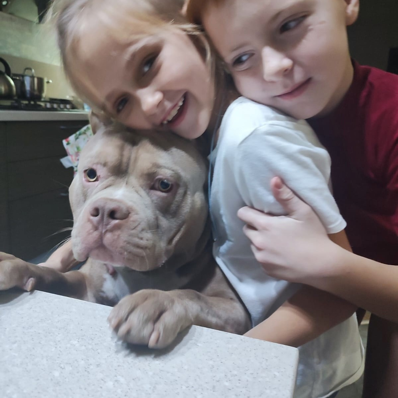 Фото галлерея американских булли. ПИТОМНИК СОБАК ПОРОДЫ АМЕРИКАНСКИЙ БУЛЛИ