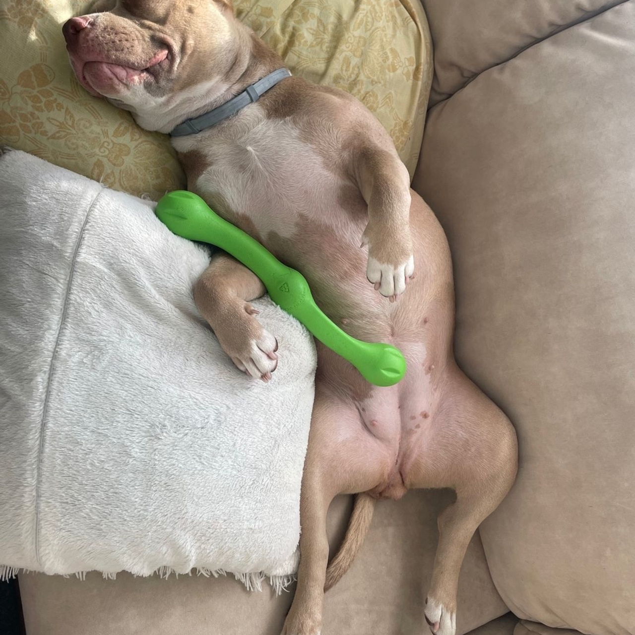 Фото галлерея американских булли. ПИТОМНИК СОБАК ПОРОДЫ АМЕРИКАНСКИЙ БУЛЛИ