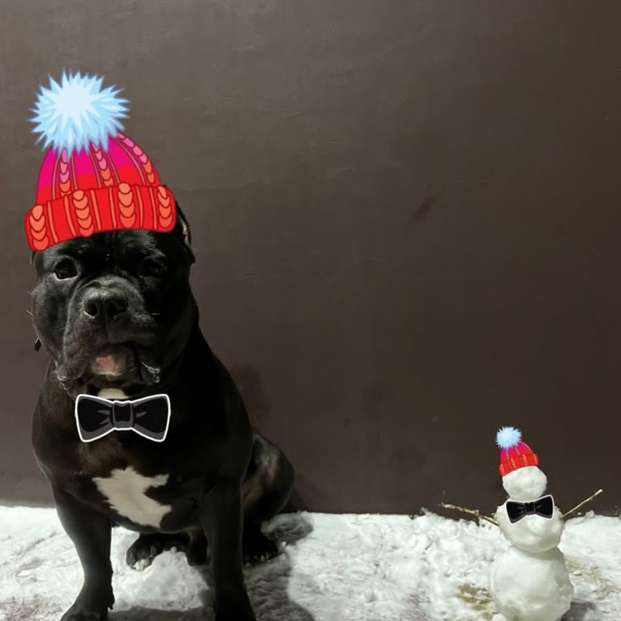 Фото галлерея американских булли. ПИТОМНИК СОБАК ПОРОДЫ АМЕРИКАНСКИЙ БУЛЛИ