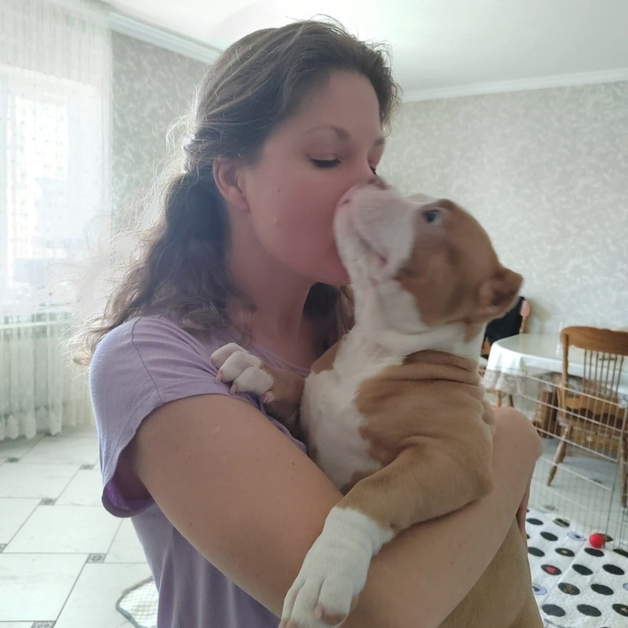 Фото галлерея американских булли. ПИТОМНИК СОБАК ПОРОДЫ АМЕРИКАНСКИЙ БУЛЛИ