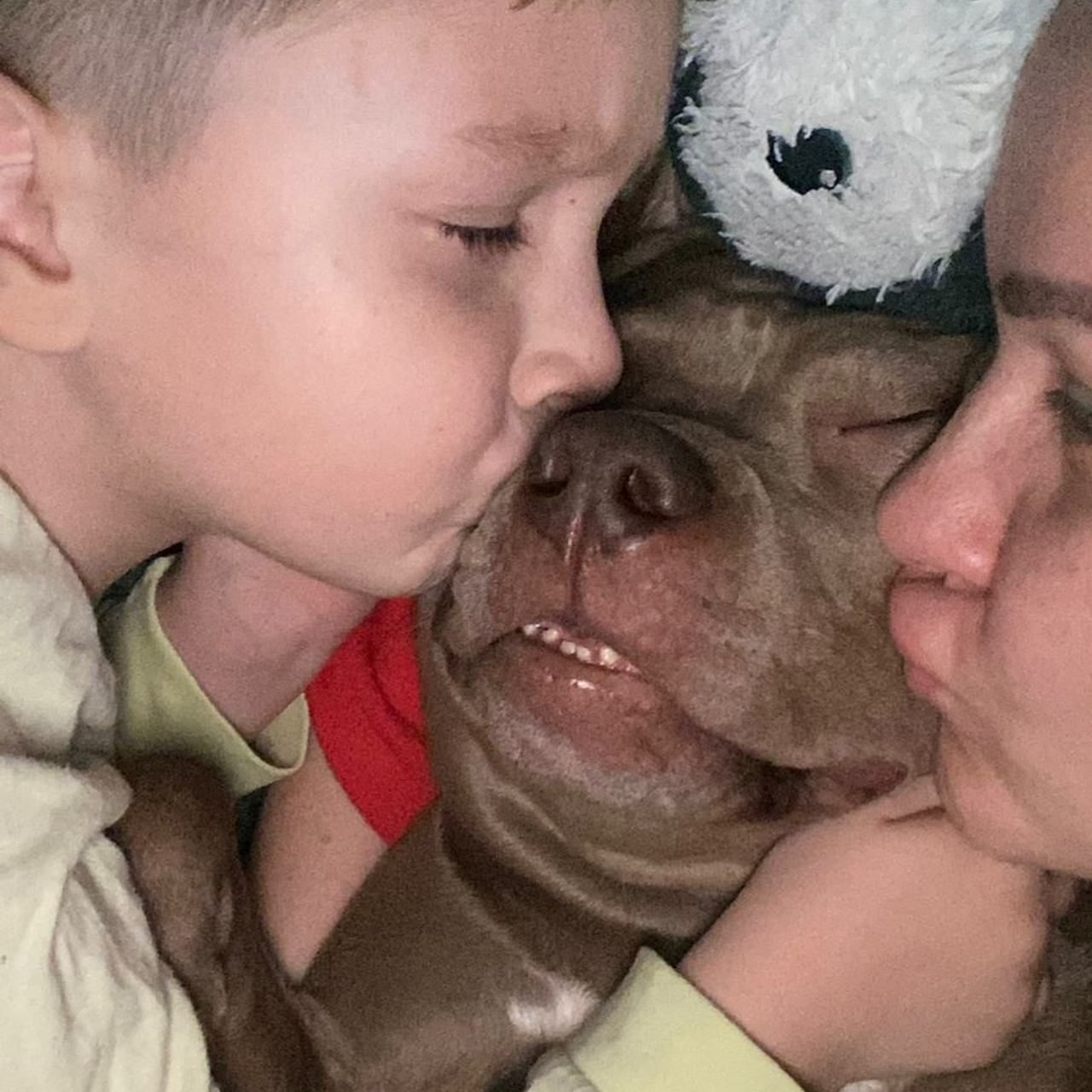 Фото галлерея американских булли. ПИТОМНИК СОБАК ПОРОДЫ АМЕРИКАНСКИЙ БУЛЛИ