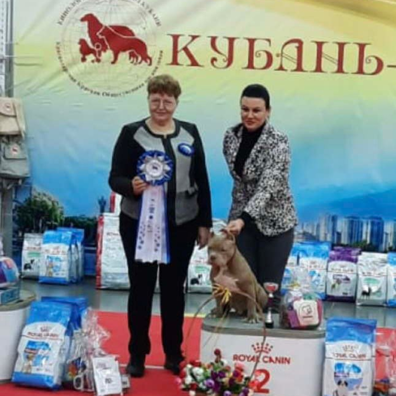 Фото галлерея американских булли. ПИТОМНИК СОБАК ПОРОДЫ АМЕРИКАНСКИЙ БУЛЛИ