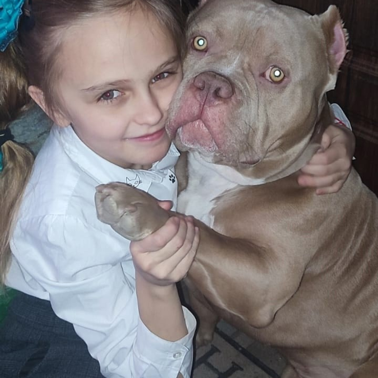 Фото галлерея американских булли. ПИТОМНИК СОБАК ПОРОДЫ АМЕРИКАНСКИЙ БУЛЛИ