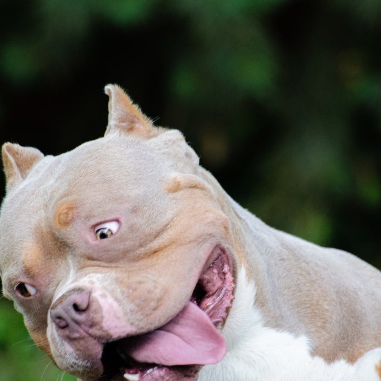 Фото галлерея американских булли. ПИТОМНИК СОБАК ПОРОДЫ АМЕРИКАНСКИЙ БУЛЛИ