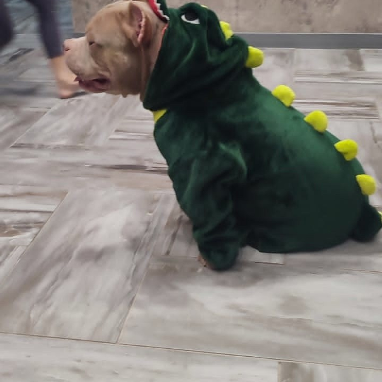 Фото галлерея американских булли. ПИТОМНИК СОБАК ПОРОДЫ АМЕРИКАНСКИЙ БУЛЛИ