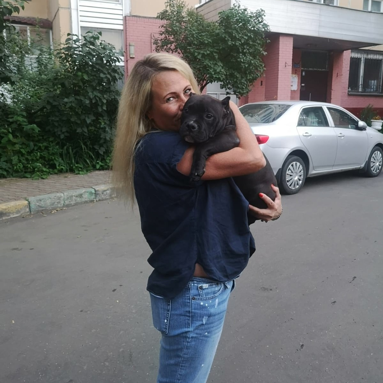 Фото галлерея американских булли. ПИТОМНИК СОБАК ПОРОДЫ АМЕРИКАНСКИЙ БУЛЛИ