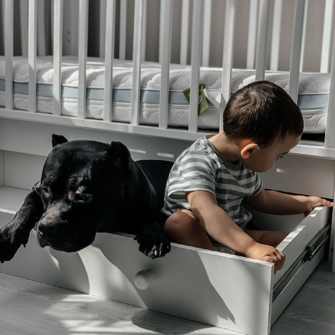 Фото галлерея американских булли. ПИТОМНИК СОБАК ПОРОДЫ АМЕРИКАНСКИЙ БУЛЛИ