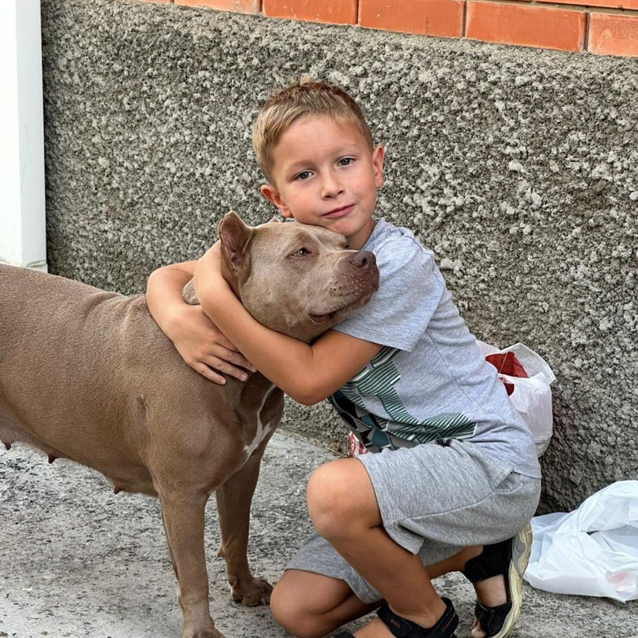 Фото галлерея американских булли. ПИТОМНИК СОБАК ПОРОДЫ АМЕРИКАНСКИЙ БУЛЛИ