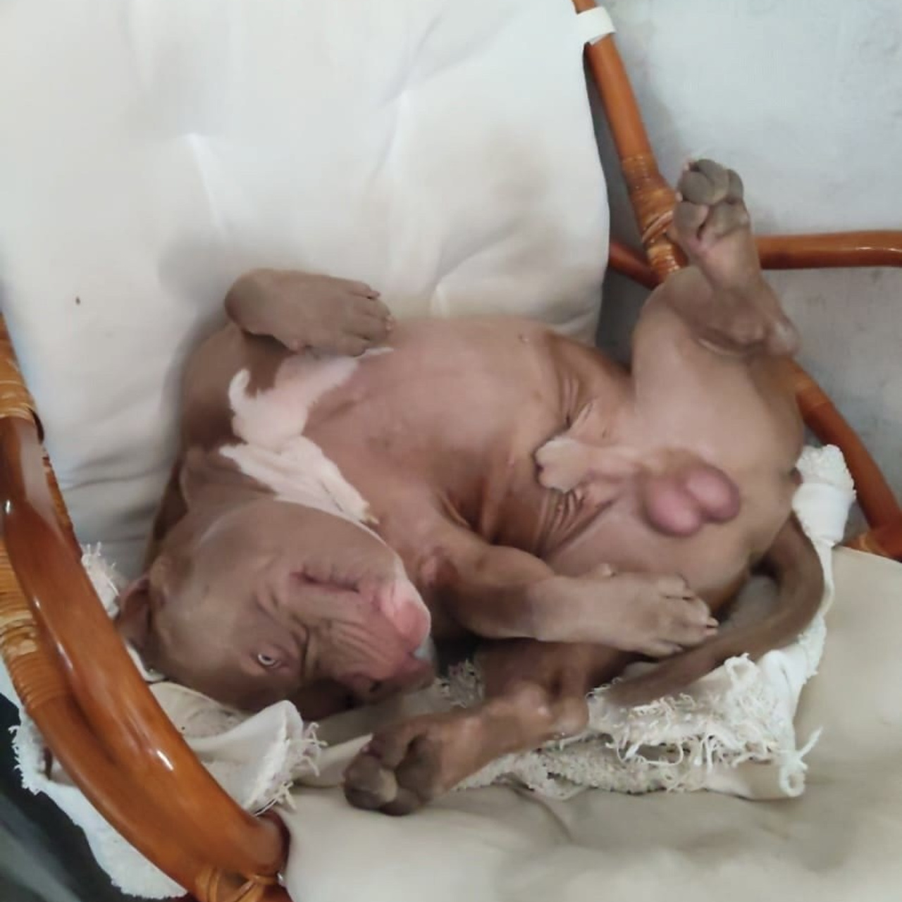 Фото галлерея американских булли. ПИТОМНИК СОБАК ПОРОДЫ АМЕРИКАНСКИЙ БУЛЛИ