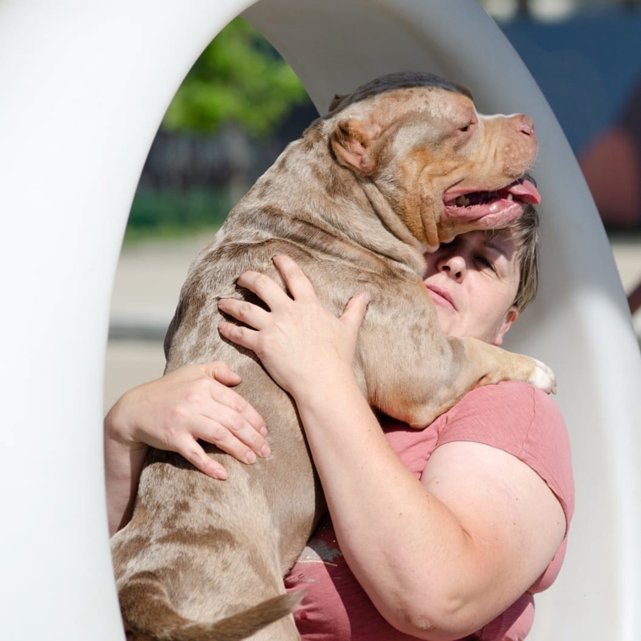 Фото галлерея американских булли. ПИТОМНИК СОБАК ПОРОДЫ АМЕРИКАНСКИЙ БУЛЛИ
