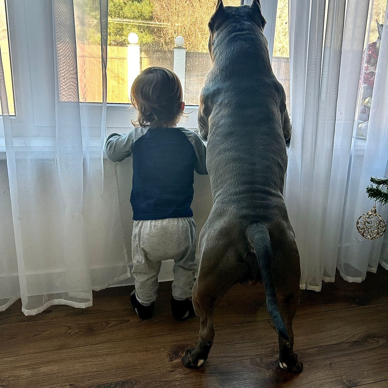 Фото галлерея американских булли. ПИТОМНИК СОБАК ПОРОДЫ АМЕРИКАНСКИЙ БУЛЛИ