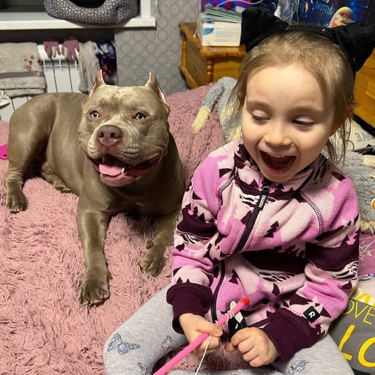 Фото галлерея американских булли. ПИТОМНИК СОБАК ПОРОДЫ АМЕРИКАНСКИЙ БУЛЛИ