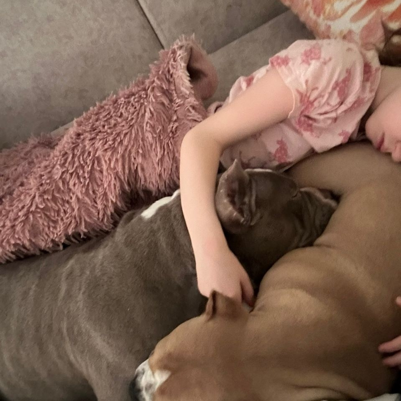 Фото галлерея американских булли. ПИТОМНИК СОБАК ПОРОДЫ АМЕРИКАНСКИЙ БУЛЛИ