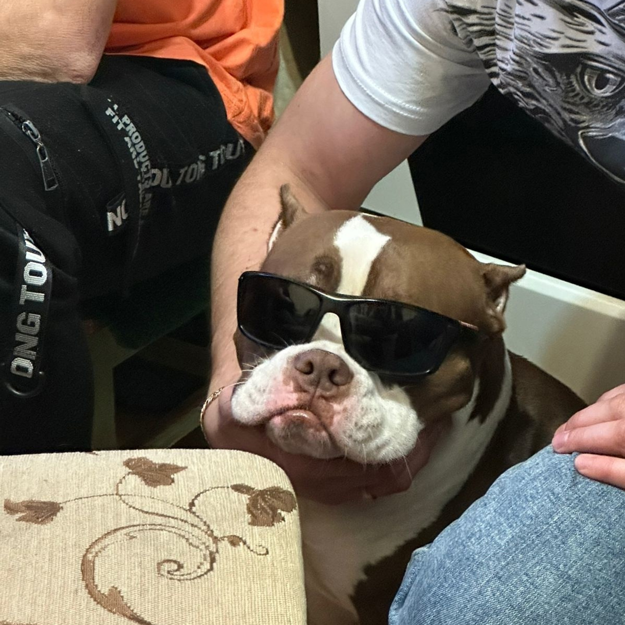 Фото галлерея американских булли. ПИТОМНИК СОБАК ПОРОДЫ АМЕРИКАНСКИЙ БУЛЛИ