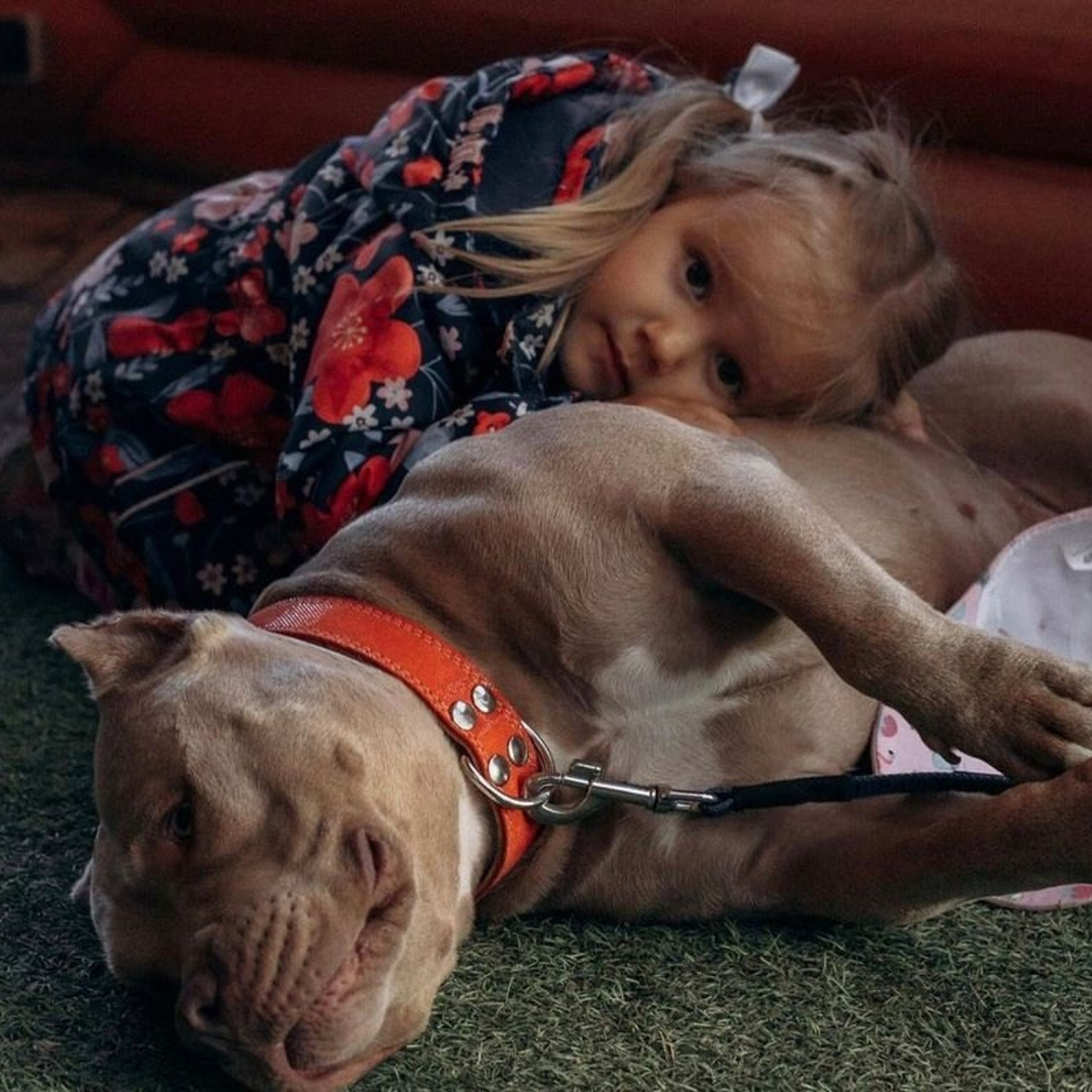 Фото галлерея американских булли. ПИТОМНИК СОБАК ПОРОДЫ АМЕРИКАНСКИЙ БУЛЛИ