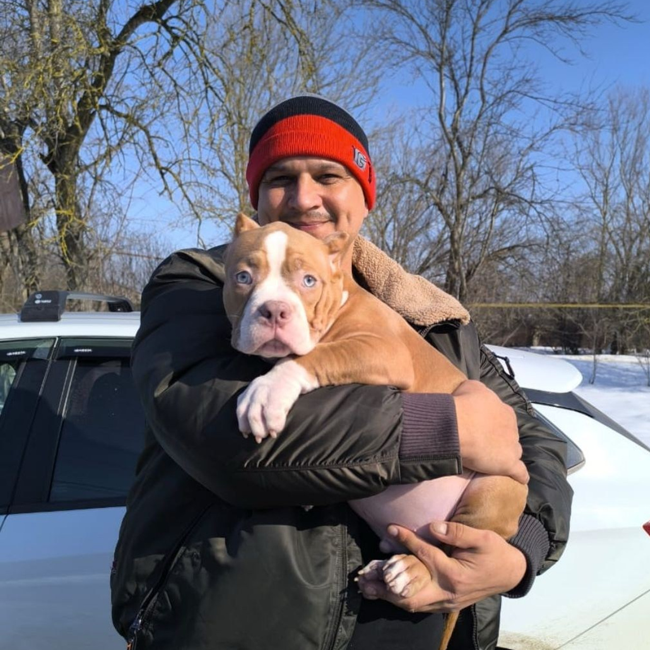 Фото галлерея американских булли. ПИТОМНИК СОБАК ПОРОДЫ АМЕРИКАНСКИЙ БУЛЛИ