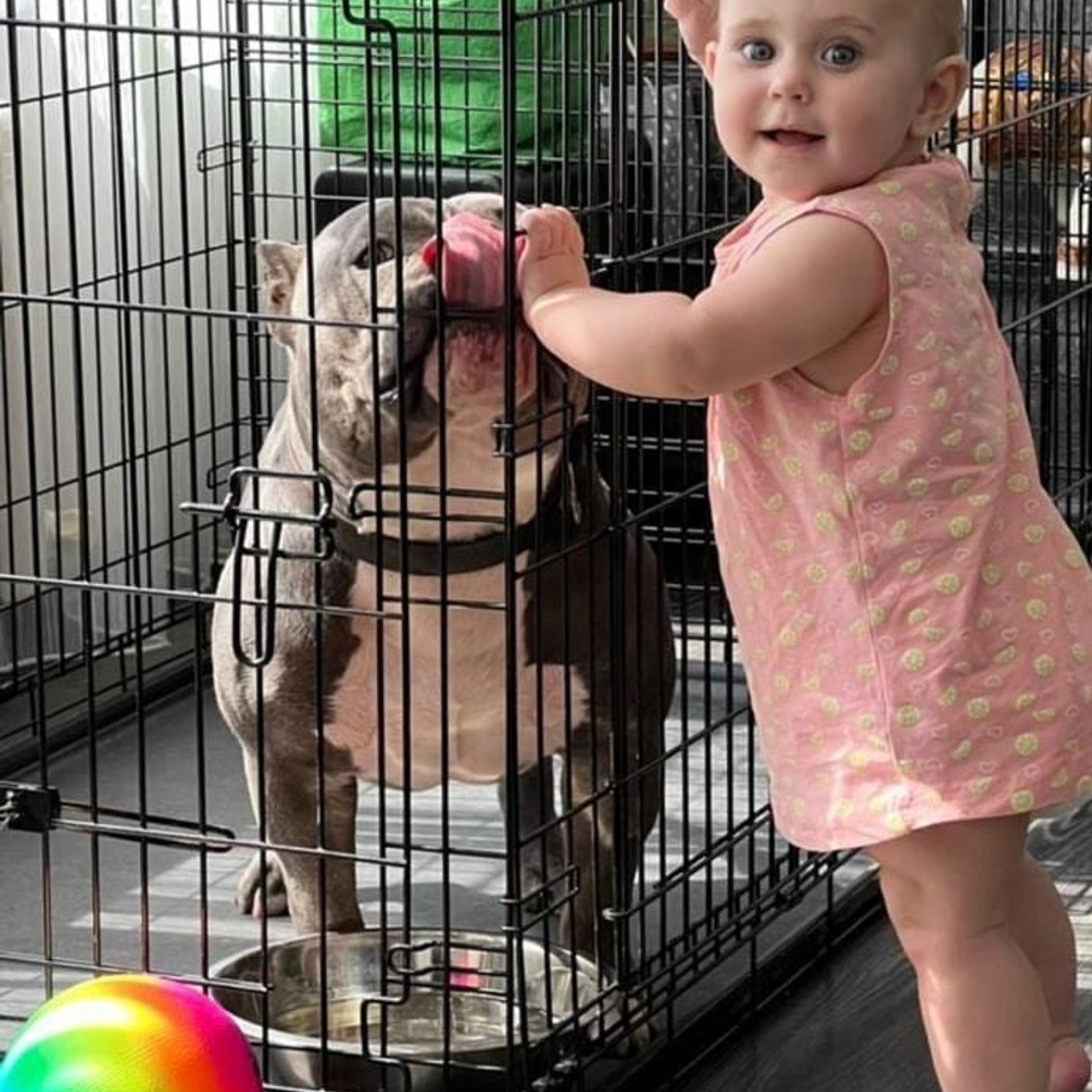 Фото галлерея американских булли. ПИТОМНИК СОБАК ПОРОДЫ АМЕРИКАНСКИЙ БУЛЛИ