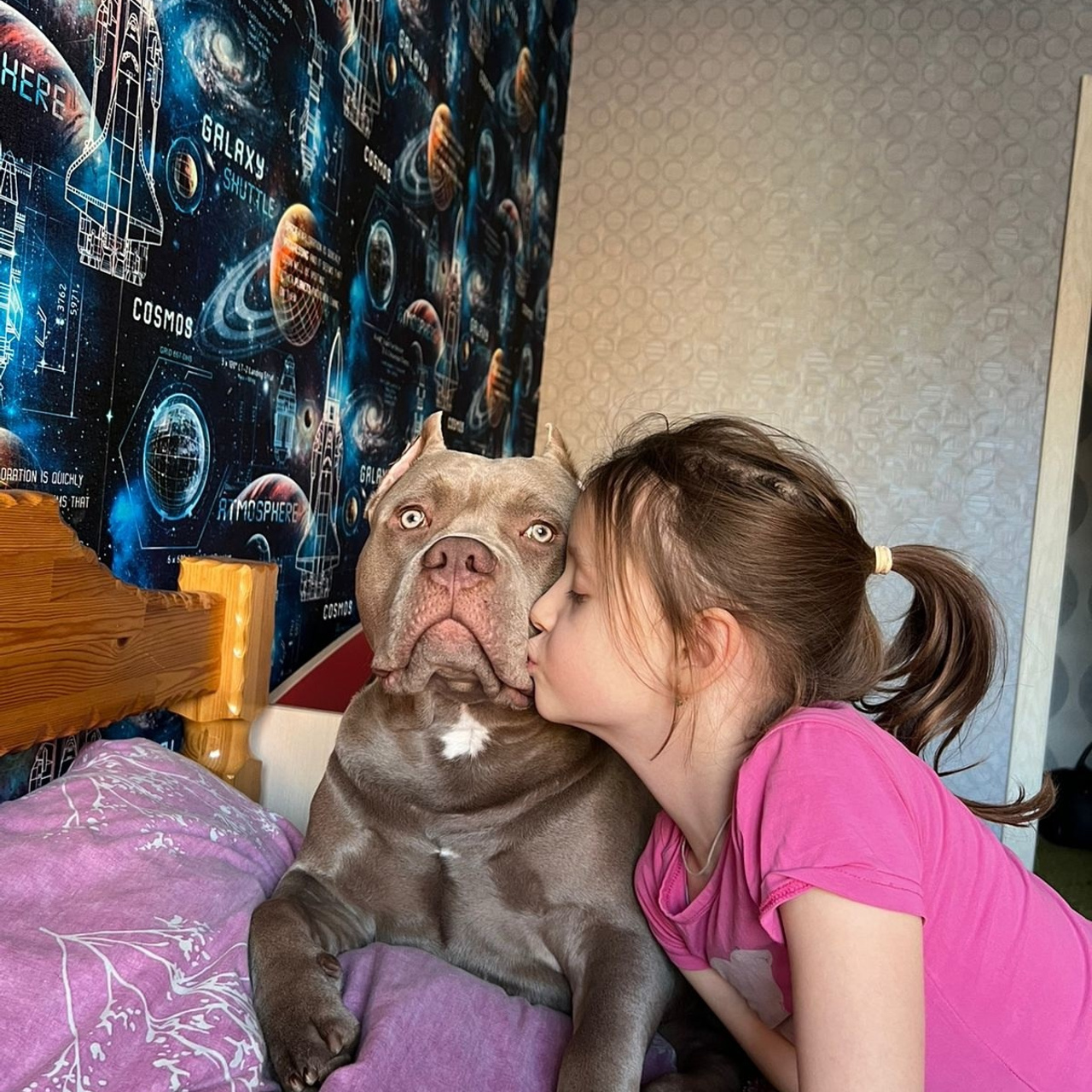 Фото галлерея американских булли. ПИТОМНИК СОБАК ПОРОДЫ АМЕРИКАНСКИЙ БУЛЛИ