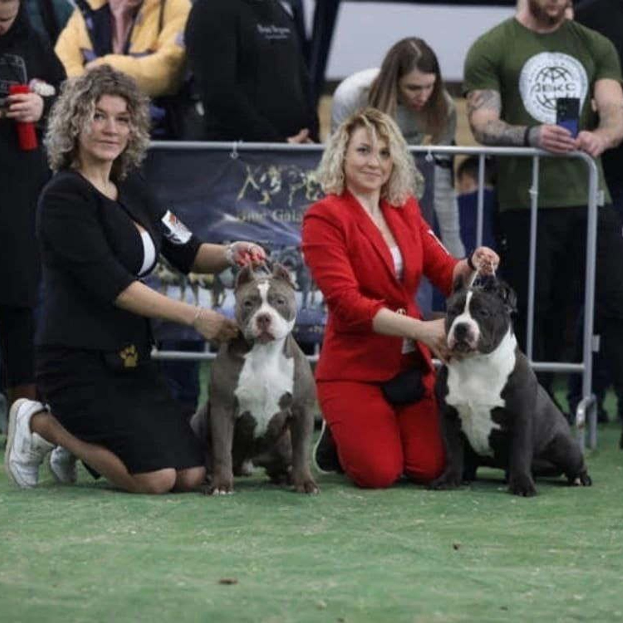Фото галлерея американских булли. ПИТОМНИК СОБАК ПОРОДЫ АМЕРИКАНСКИЙ БУЛЛИ