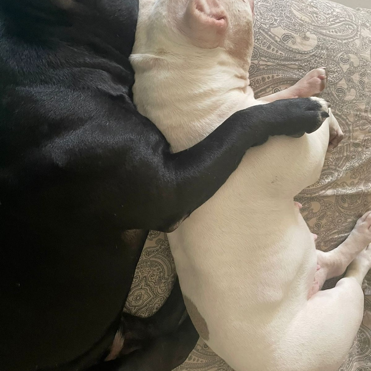 Фото галлерея американских булли. ПИТОМНИК СОБАК ПОРОДЫ АМЕРИКАНСКИЙ БУЛЛИ