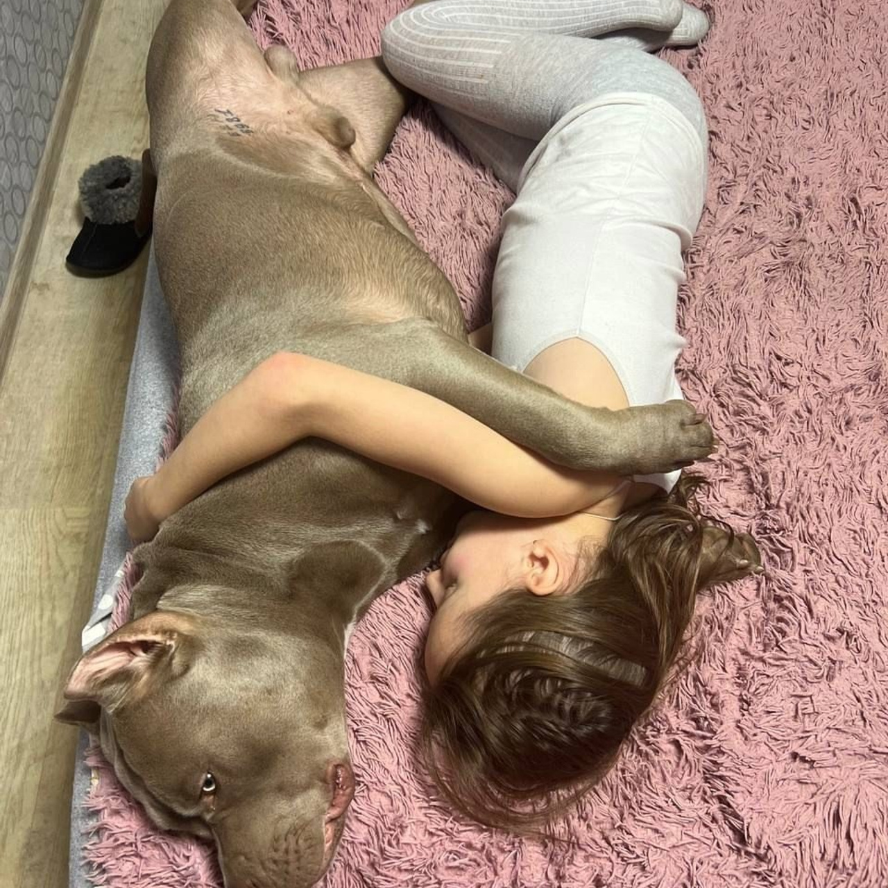 Фото галлерея американских булли. ПИТОМНИК СОБАК ПОРОДЫ АМЕРИКАНСКИЙ БУЛЛИ