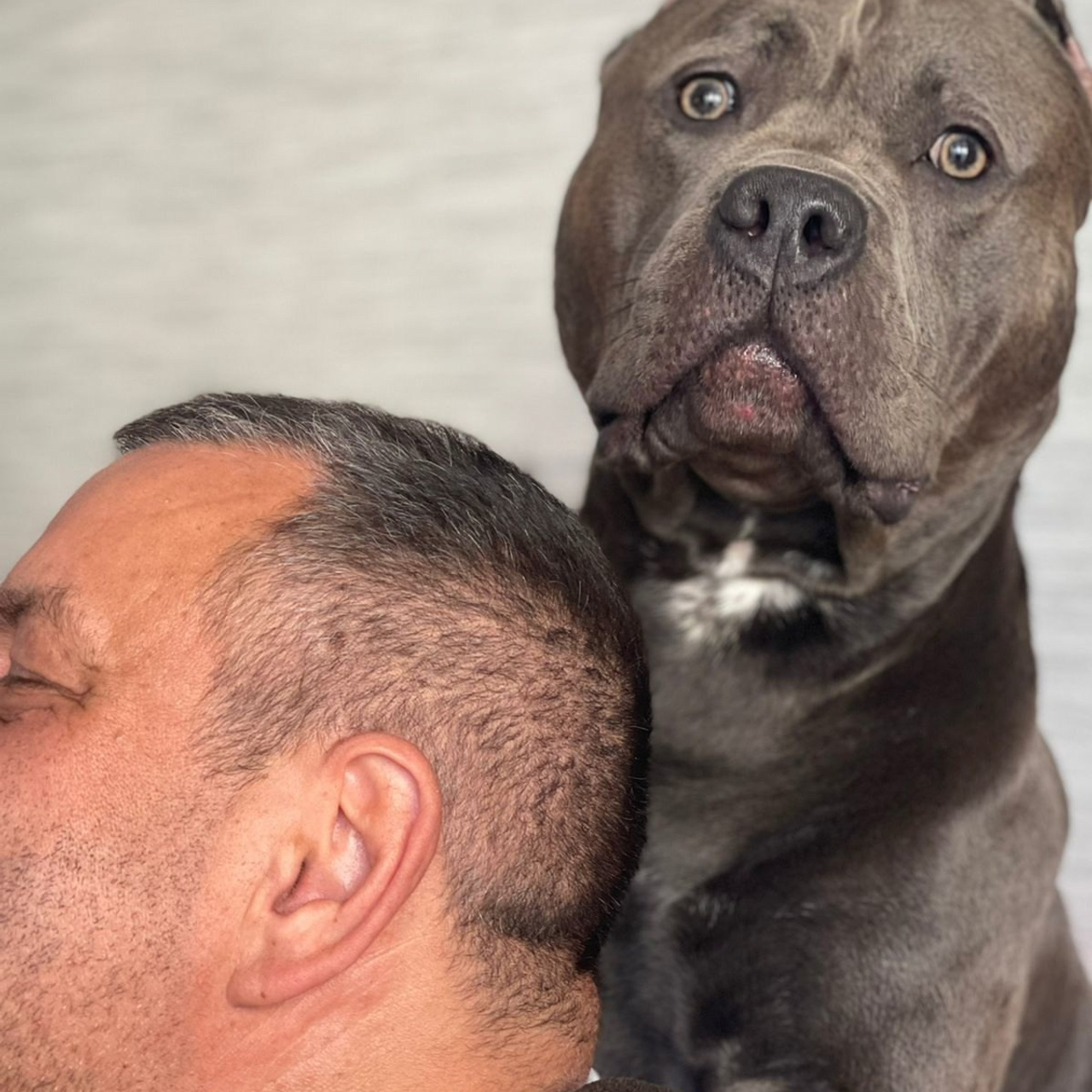 Фото галлерея американских булли. ПИТОМНИК СОБАК ПОРОДЫ АМЕРИКАНСКИЙ БУЛЛИ