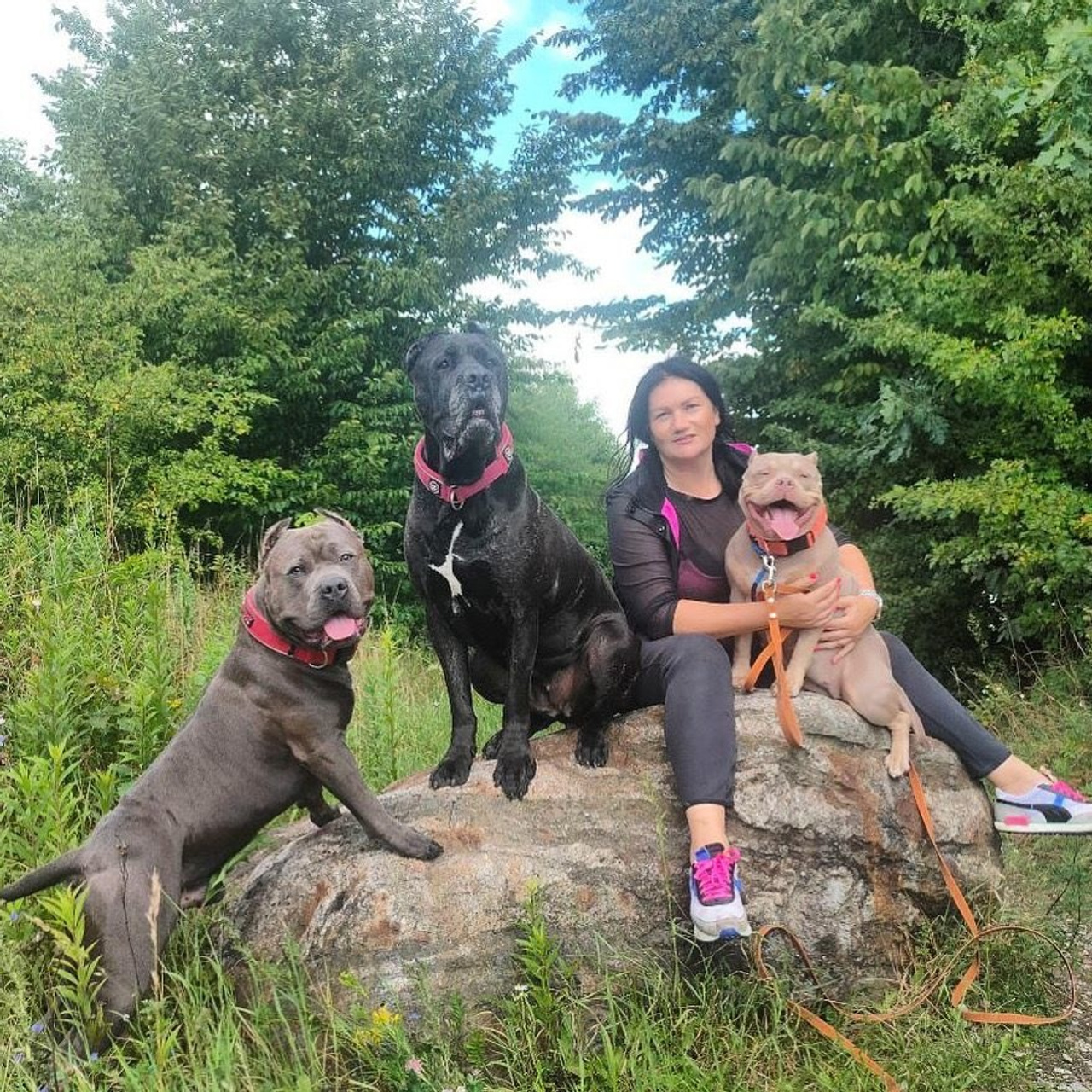 Фото галлерея американских булли. ПИТОМНИК СОБАК ПОРОДЫ АМЕРИКАНСКИЙ БУЛЛИ