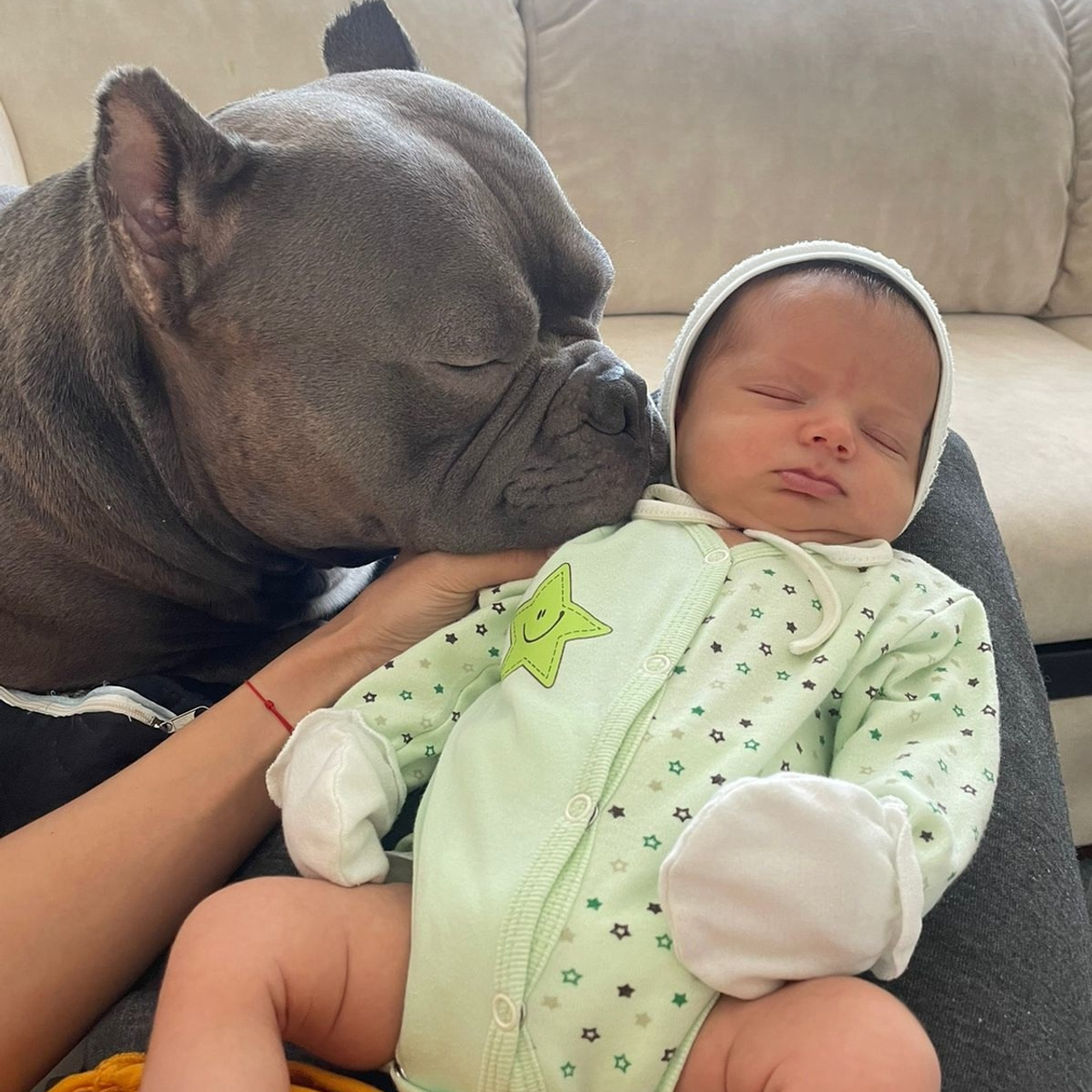 Фото галлерея американских булли. ПИТОМНИК СОБАК ПОРОДЫ АМЕРИКАНСКИЙ БУЛЛИ