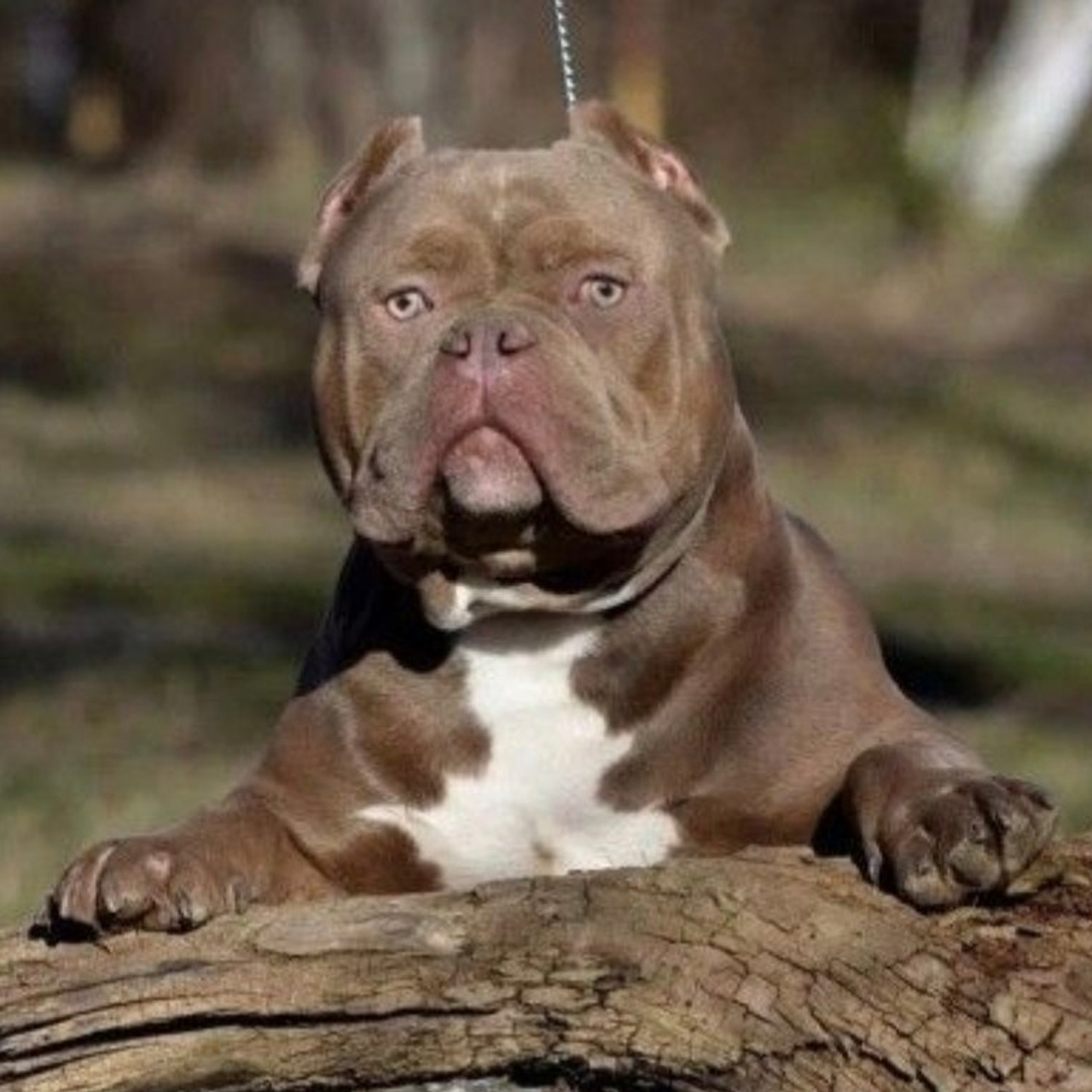 Отзывы сайта. ПИТОМНИК СОБАК ПОРОДЫ АМЕРИКАНСКИЙ БУЛЛИ