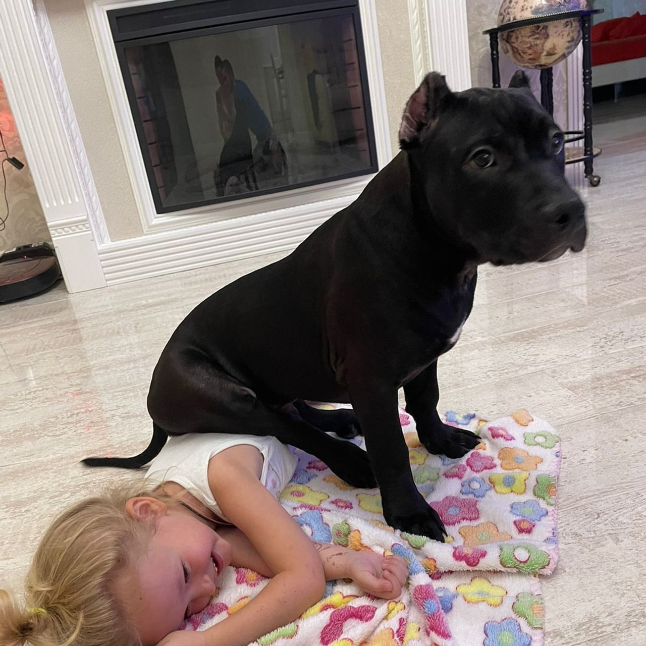 Фото галлерея американских булли. ПИТОМНИК СОБАК ПОРОДЫ АМЕРИКАНСКИЙ БУЛЛИ