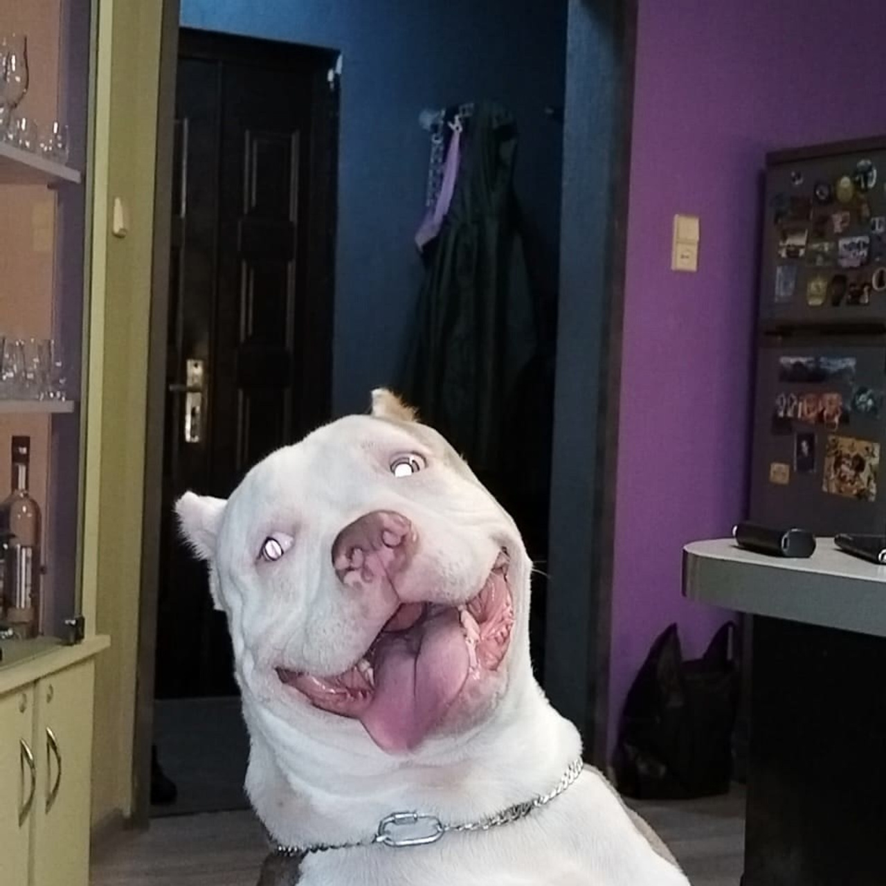 Фото галлерея американских булли. ПИТОМНИК СОБАК ПОРОДЫ АМЕРИКАНСКИЙ БУЛЛИ