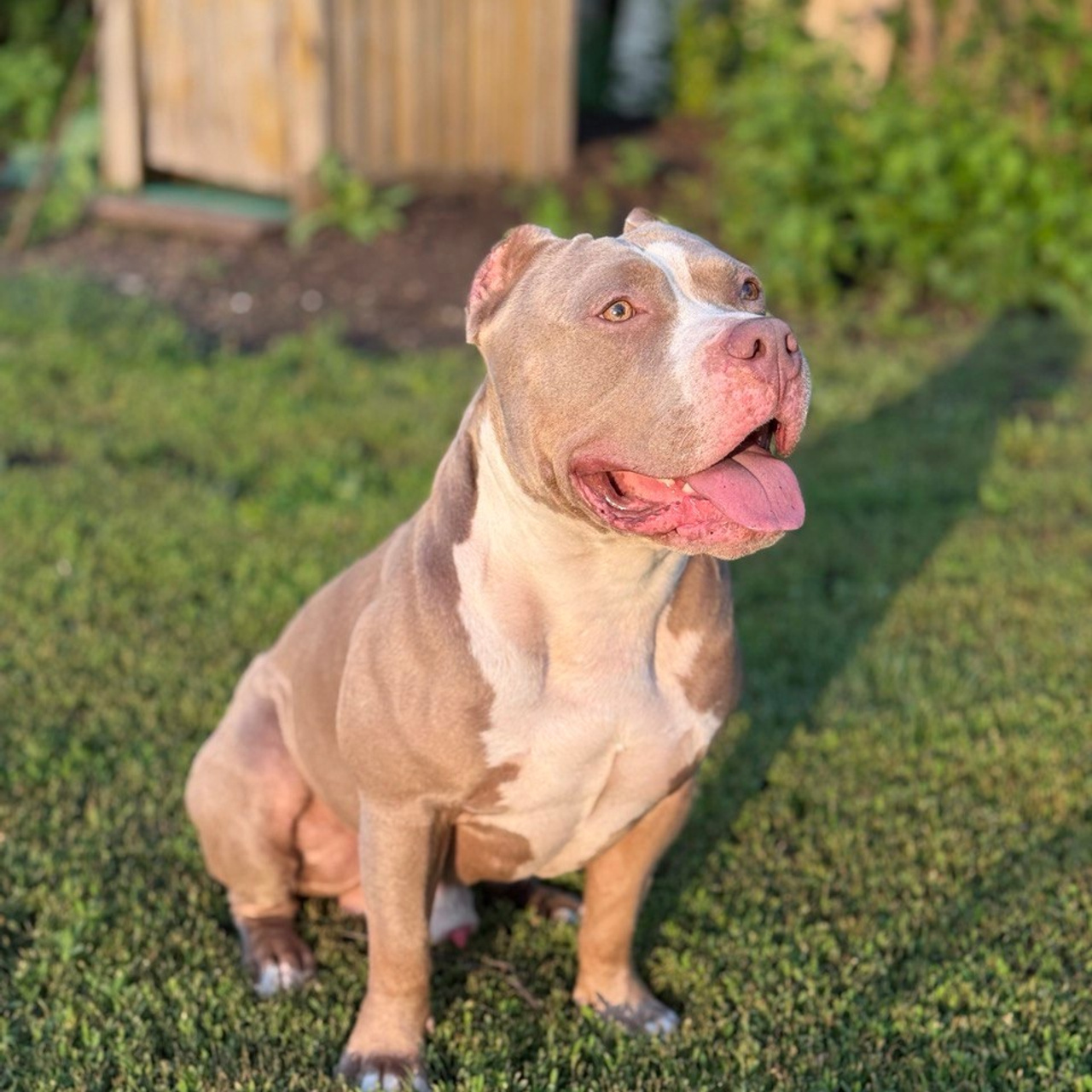 Отзывы сайта. ПИТОМНИК СОБАК ПОРОДЫ АМЕРИКАНСКИЙ БУЛЛИ